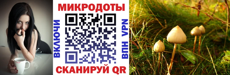 Галлюциногенные грибы Psilocybe  Рыльск 